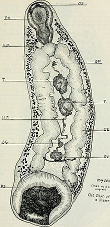 Paramphistomatidae httpsuploadwikimediaorgwikipediacommonsthu
