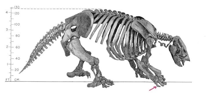 Paramylodon The Tarkio Valley Sloth Project Fourth sloth discovered