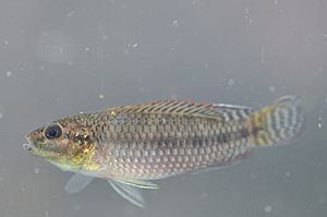 Parananochromis httpsuploadwikimediaorgwikipediacommonsthu