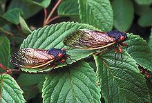 Paraneoptera Paraneoptera Wikipedia