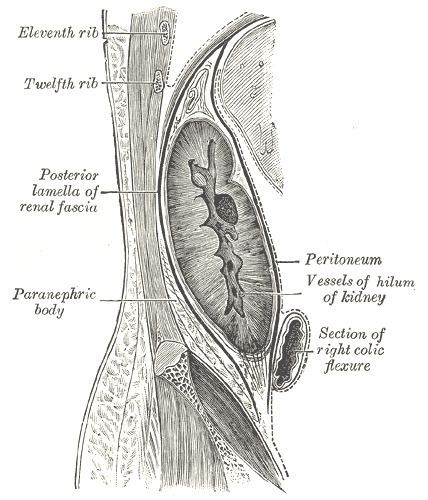 Paranephric body