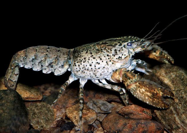 Paranephrops Crayfish or koura Crayfish Landcare Research