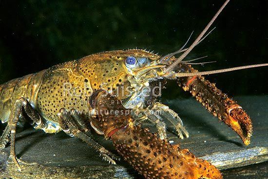 Paranephrops New Zealand Freshwater crayfish Paranephrops planifrons New