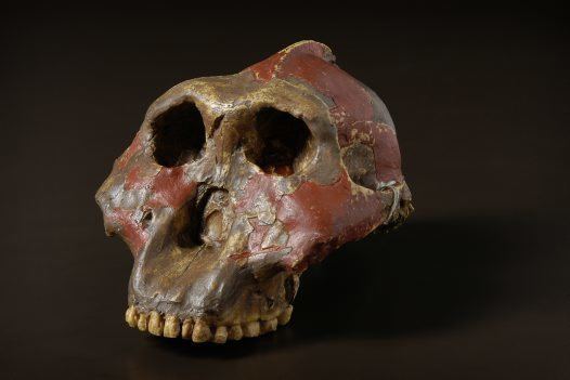 Paranthropus Paranthropus genus Australian Museum