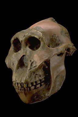 Paranthropus The Genus Paranthropus