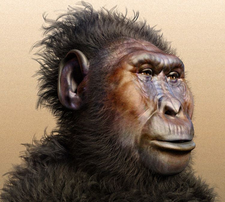 Paranthropus Paranthropus boisei 134MillionYearOld Hominin Found in Tanzania