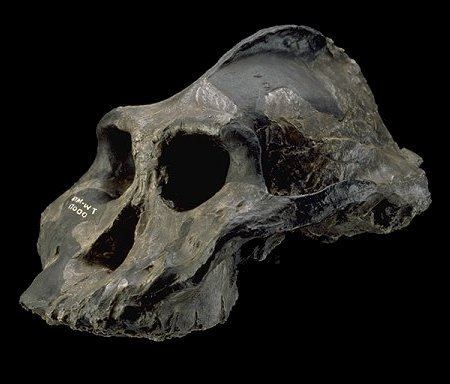 Paranthropus aethiopicus The Genus Paranthropus