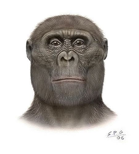 Paranthropus aethiopicus Paranthropus aethiopicus Based in KNM WT 17000 quotthe Blac Flickr