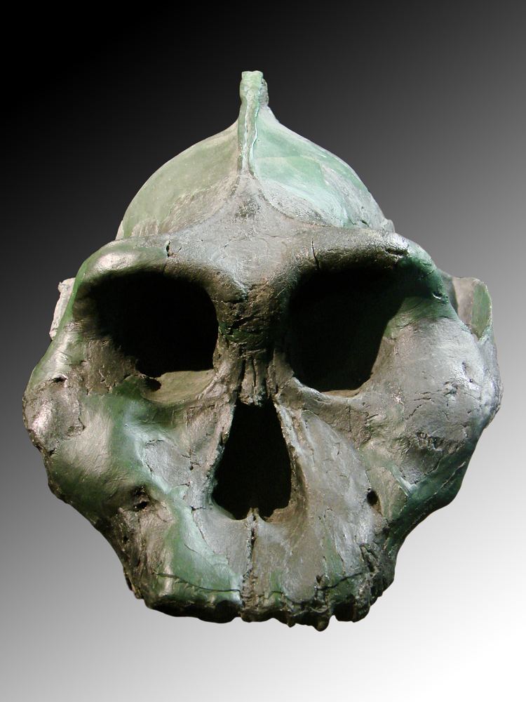 Paranthropus aethiopicus Paranthropus Aethiopicus