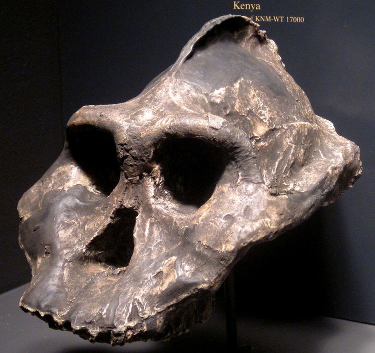 Paranthropus aethiopicus Paranthropus aethiopicus fossil hominid Nachukui Formatio Flickr