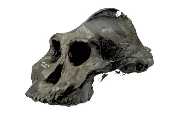 Paranthropus aethiopicus Paranthropus aethiopicus