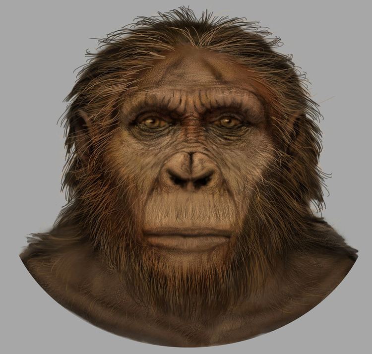 Paranthropus aethiopicus Paranthropus aethiopicus for Smithsonian National Museum of Natural