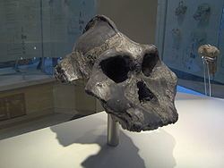 Paranthropus aethiopicus httpsuploadwikimediaorgwikipediacommonsthu