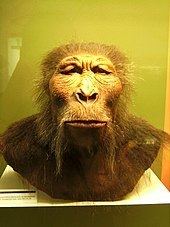 Paranthropus boisei Paranthropus boisei Wikipedia