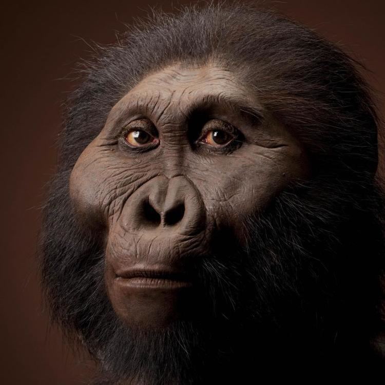 Paranthropus boisei humanoriginssiedusitesdefaultfilesstylesful