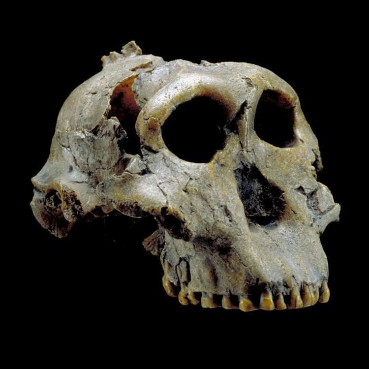 Paranthropus boisei Paranthropus boisei The Smithsonian Institution39s Human Origins