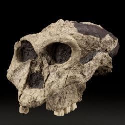 Paranthropus robustus Paranthropus robustus The Smithsonian Institution39s Human Origins