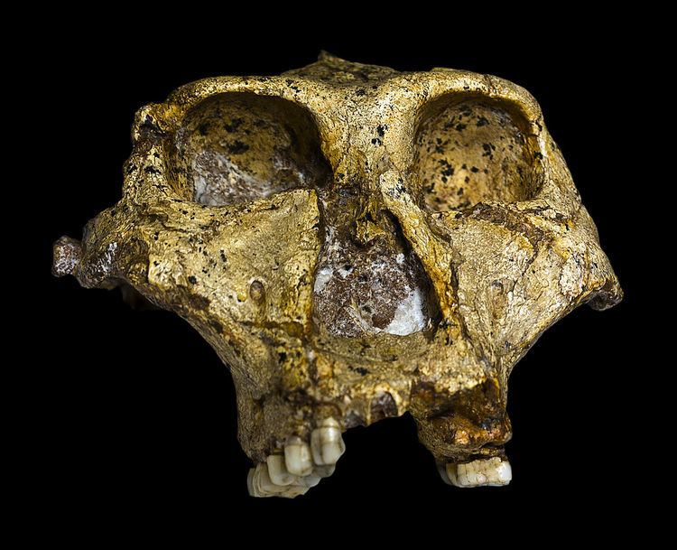 Paranthropus robustus Paranthropus robustus Wikipedia