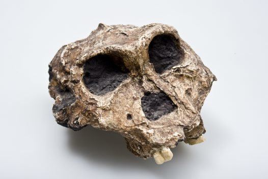 Paranthropus robustus Paranthropus robustus Paleoanthropology