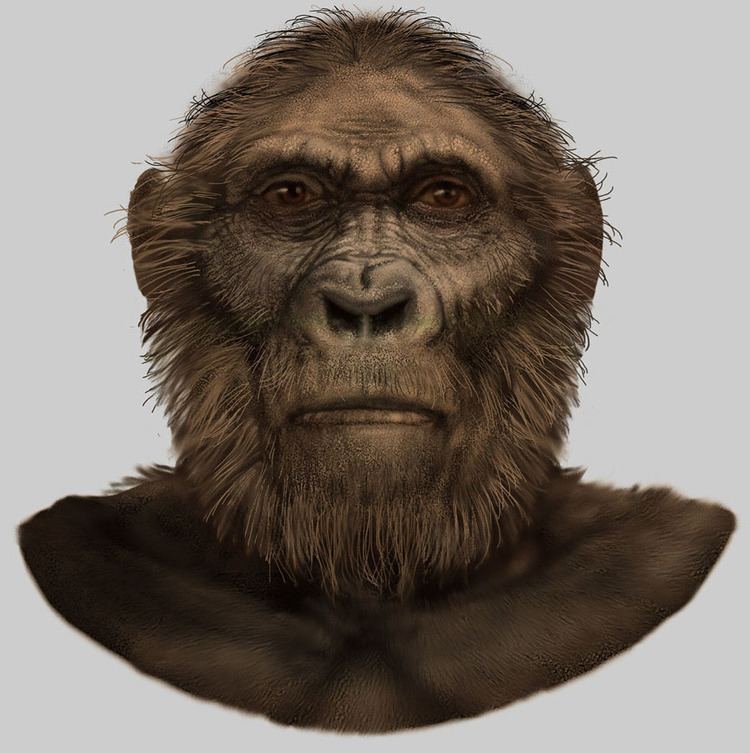 Paranthropus robustus Paranthropus robustus for Smithsonian National Museum of Natural