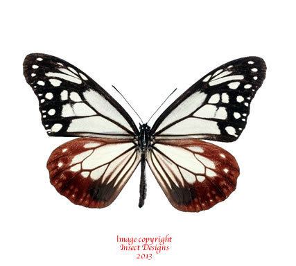 Parantica sita Insect Designs Butterflies and Moths Danaidae Parantica