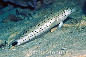 Parapercis Speckled Sandperch Parapercis hexophtalma