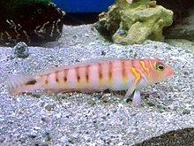 Parapercis multifasciata httpsuploadwikimediaorgwikipediacommonsthu