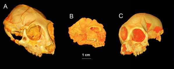 Parapithecus Crania of A the early Oligocene parapithecid anthropoid Figure