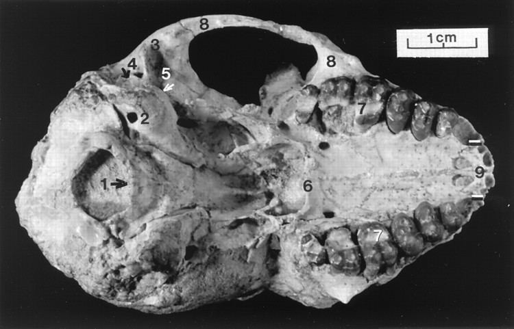 Parapithecus The cranium of Parapithecus grangeri an Egyptian Oligocene