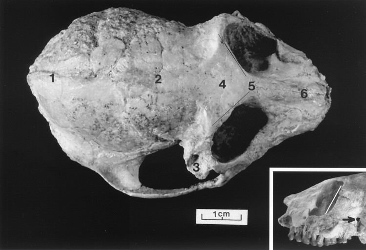 Parapithecus The cranium of Parapithecus grangeri an Egyptian Oligocene