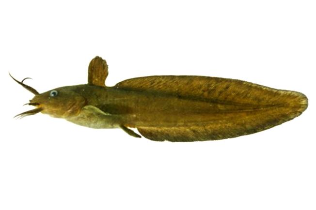 Paraplotosus fishesofaustralianetauImagesImageParaplotosAl