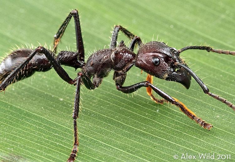 Paraponera clavata How to identify the bullet ant Paraponera clavata