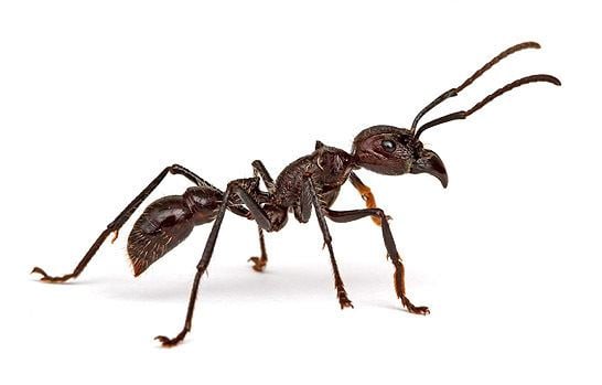Paraponera clavata Paraponera clavata the bullet ant