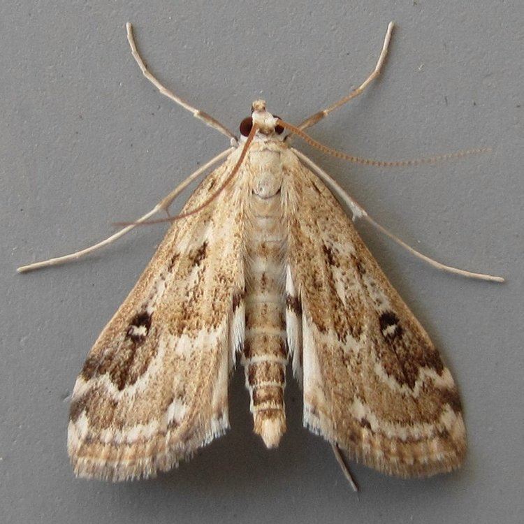 Parapoynx stratiotata Ringed Chinamark Parapoynx stratiotata Male Moth 1348 63117