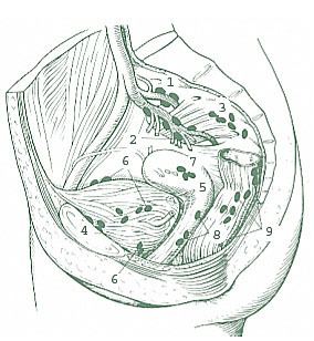 Pararectal lymph nodes