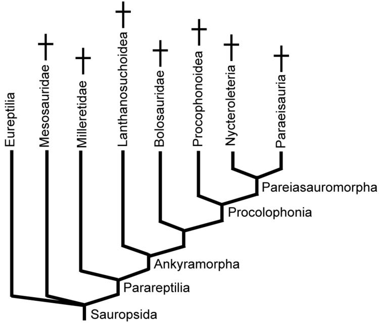 Parareptilia GEOL431 Vertebrate Paleobiology