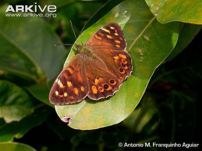 Pararge xiphia Madeiran speckled wood videos photos and facts Pararge xiphia