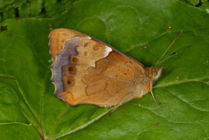 Pararge xiphia European Lepidoptera and their ecology Pararge xiphia