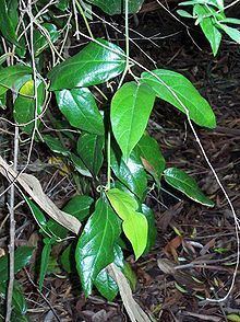 Pararistolochia praevenosa httpsuploadwikimediaorgwikipediacommonsthu