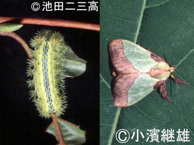 Parasa lepida Parasa lepida Invasive Species of Japan