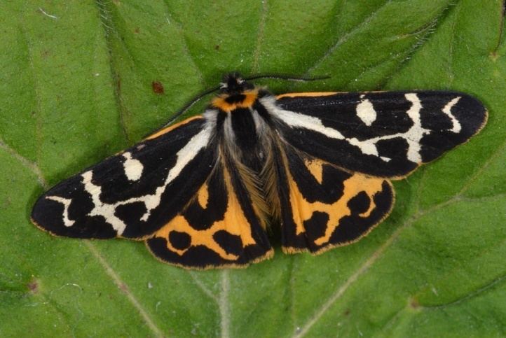 Parasemia European Lepidoptera and their ecology Parasemia plantaginis
