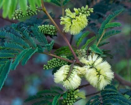 Paraserianthes lophantha GardensOnline Albizia Lophantha synParaserianthes lophantha