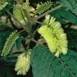 Paraserianthes lophantha Paraserianthes lophantha Growing Native Plants