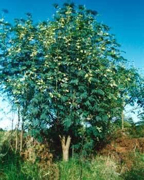 Paraserianthes lophantha Paraserianthes lophantha New Zealand Plant Conservation Network