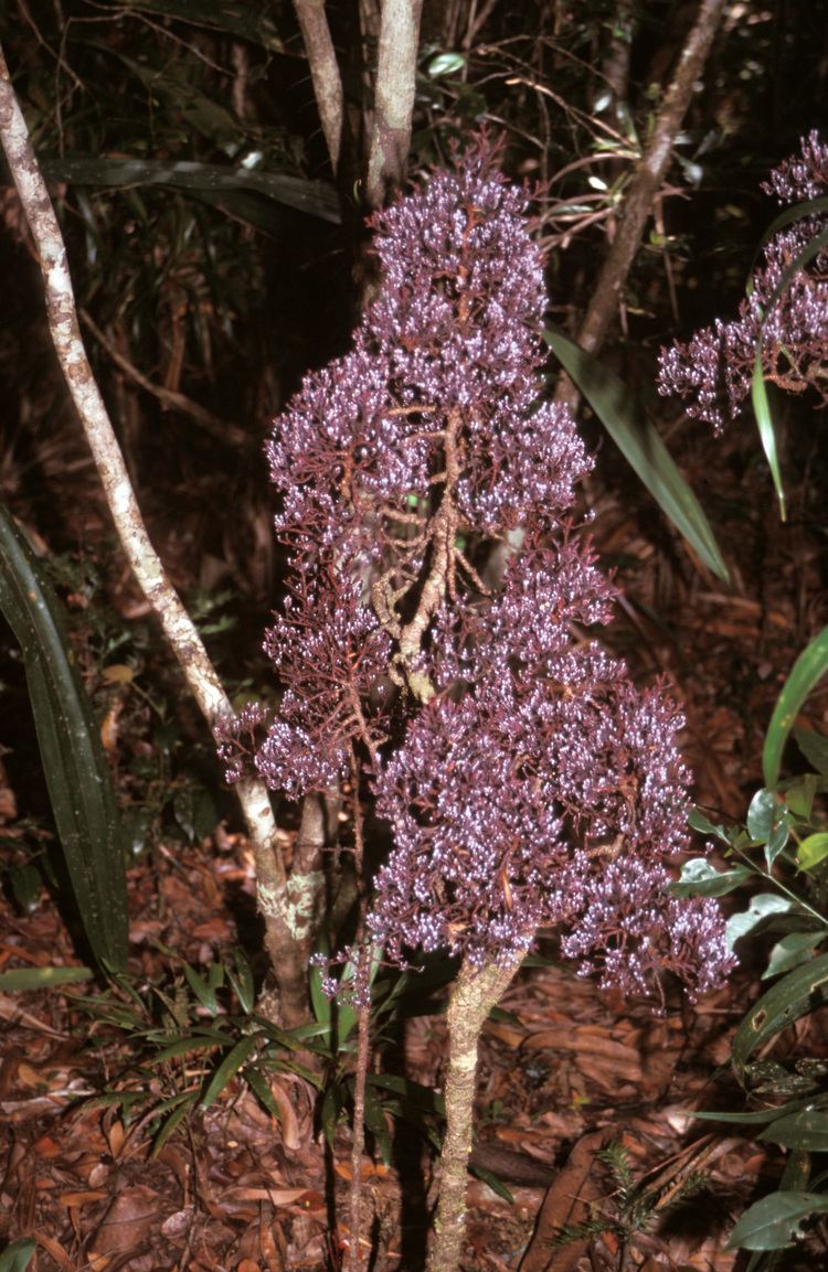 Parasitaxus Parasitaxus ustus Plants of New Caledonia