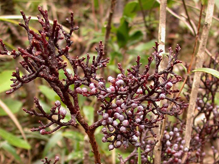 Parasitaxus Parasitaxus usta Podocarpaceae Growing amid Falcatifoliu Flickr