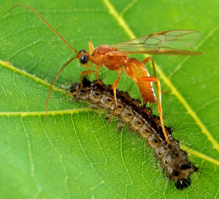 Parasitoid wasp Parasitic wasp Simple English Wikipedia the free encyclopedia
