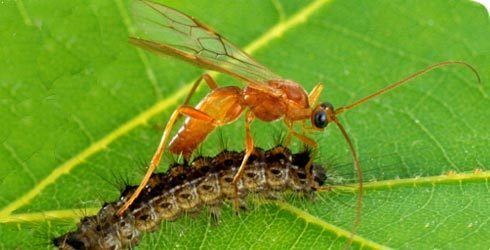 Parasitoid wasp Beneficial Wasps APOCRITASITIC