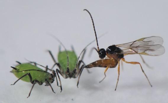 Parasitoid wasp Insect Matters The Real Alien Parasitoid Wasps
