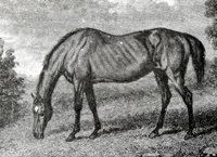 Parasol (horse) httpsuploadwikimediaorgwikipediacommonsee